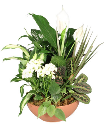 Blooming Dish Garden Green & Blooming Plants in Missouri City, TX | LA VIOLETTE FLOWERS & GIFTS